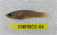 藏品(大肚魚)的圖片